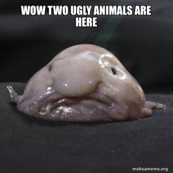 Blobfish