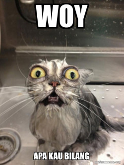 Cat bath