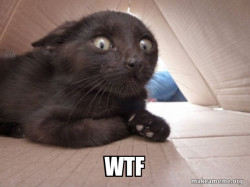 Schitzo Cat