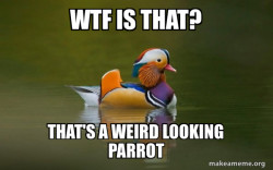 Fashionable Advice Mallard
