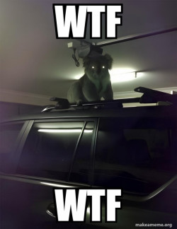 Drop Bear