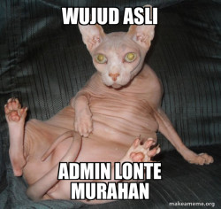 Hairless Cat