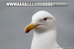 Stuff That Didn't Happen Seagull