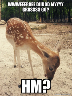O M G Deer