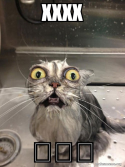 Cat bath