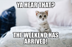 Cute Kitten