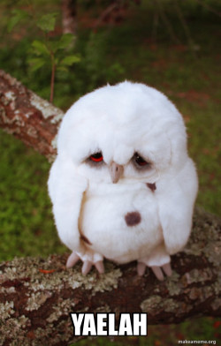 Sad Owl