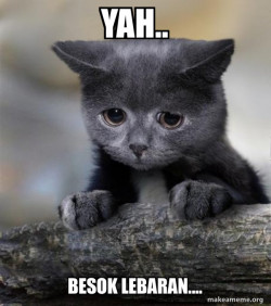 Confession Cat