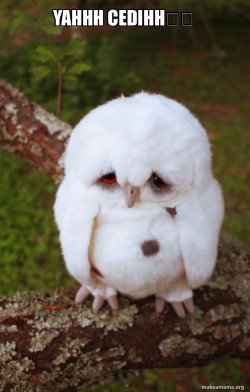 Sad Owl