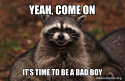 Evil Plotting Raccoon
