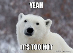 Popular Opinion Polar Bear