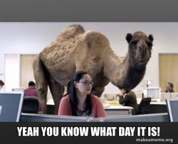 Hump Day Camel