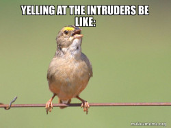 Common Opinion Sparrow
