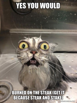 Cat bath