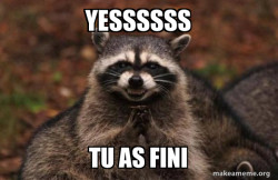 Evil Plotting Raccoon