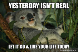 Laid Back Koala