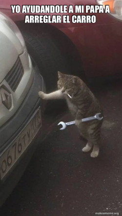 Mechanic Cat