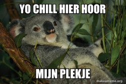Laid Back Koala