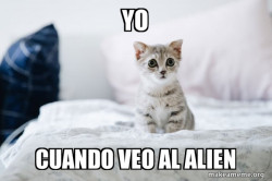 Cute Kitten