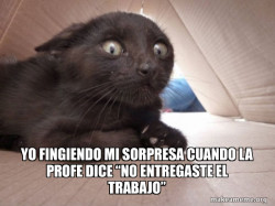 Schitzo Cat