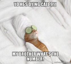 Pampered Cat Meme