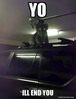 Drop Bear
