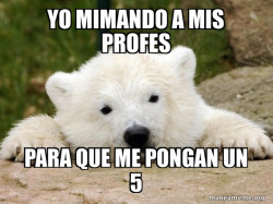 Popular Opinion Bear
