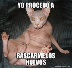 Hairless Cat