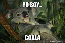 Laid Back Koala