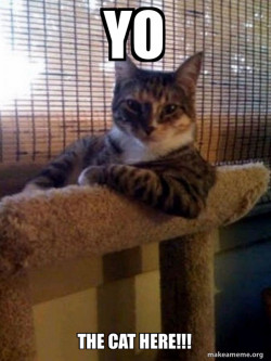 The Most Interesting Cat in the World