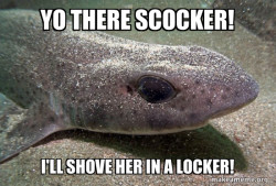 Dirty Joke Dogfish