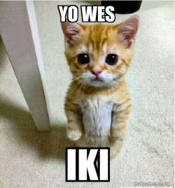 Cute Cat Standing