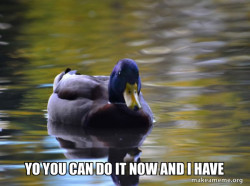 Zen Advice Mallard