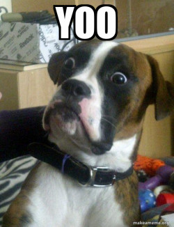 Skeptical Dog
