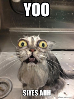 Cat bath
