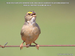 Common Opinion Sparrow