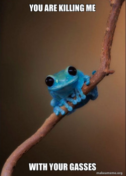Small Fact Frog