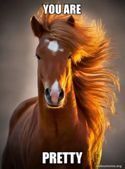 Ridiculously photogenic horse
