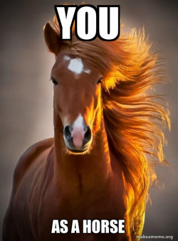 Ridiculously photogenic horse