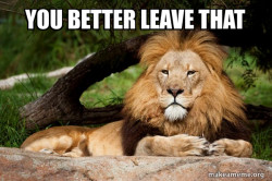 Contemplative Lion