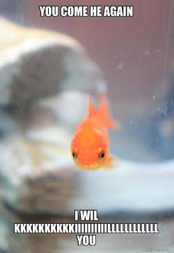 Grumpy Fish