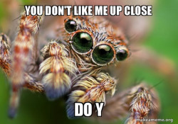 spider