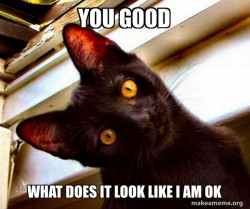 Overly Attached Cat