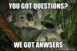 Laid Back Koala
