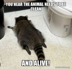 Drunk Raccoon