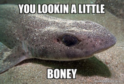Dirty Joke Dogfish