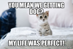 Cute Kitten