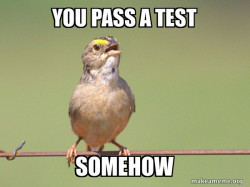 Common Opinion Sparrow