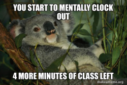 Laid Back Koala