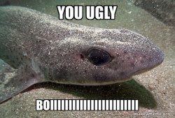 Dirty Joke Dogfish